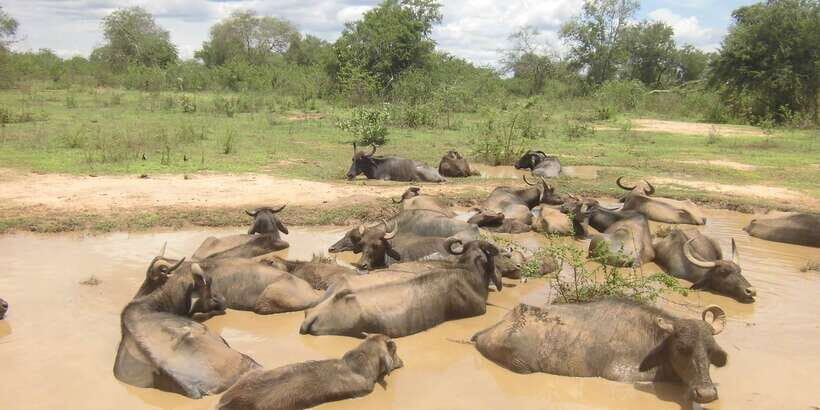 From Ella: Udawalawe Safari with Elephant Transit Home - Key Things You’ll Notice On This Udawalawe Day Trip