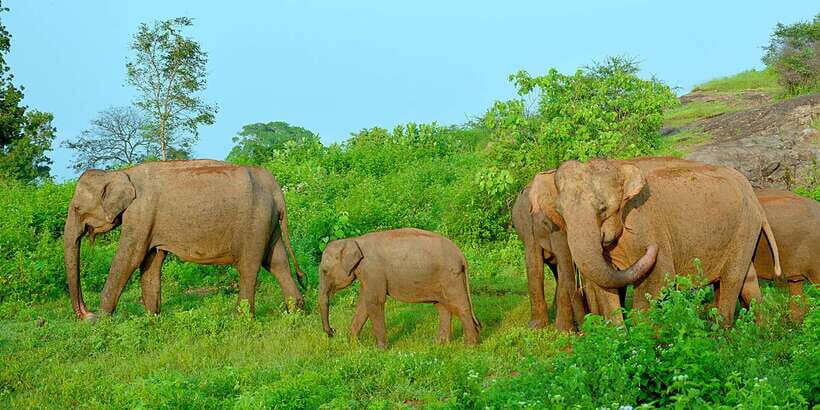From Ella: Udawalawe Safari with Elephant Transit Home - Practical Tips That Make the Day Smoother
