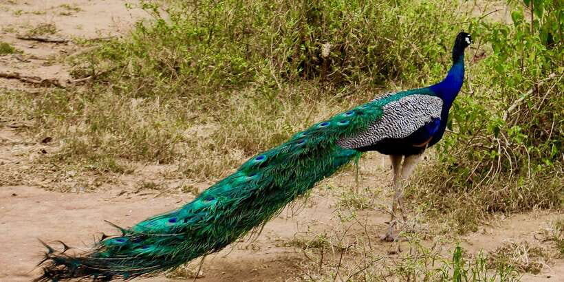From Ella: Udawalawe Safari with Elephant Transit Home - Wildlife to Look For: More Than Elephants (So You Don’t Miss the Best Moments)
