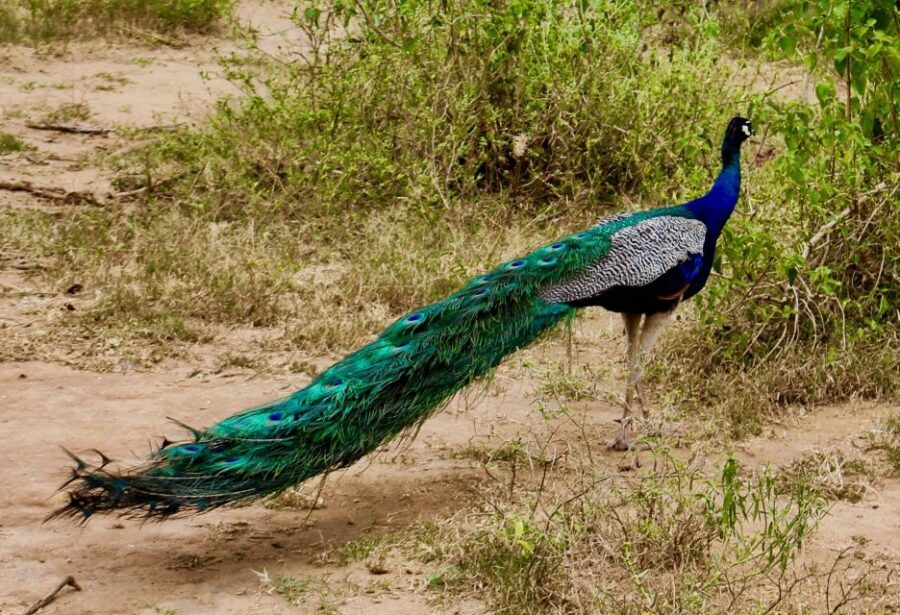 From Ella: Udawalawe Safari with Elephant Transit Home - What’s Included (and What You Pay For Separately)