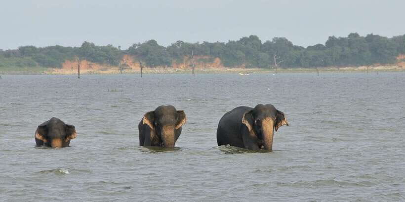 From Ella: Udawalawe Safari with Elephant Transit Home - Price and Value: Is $65 a Smart Deal From Ella?