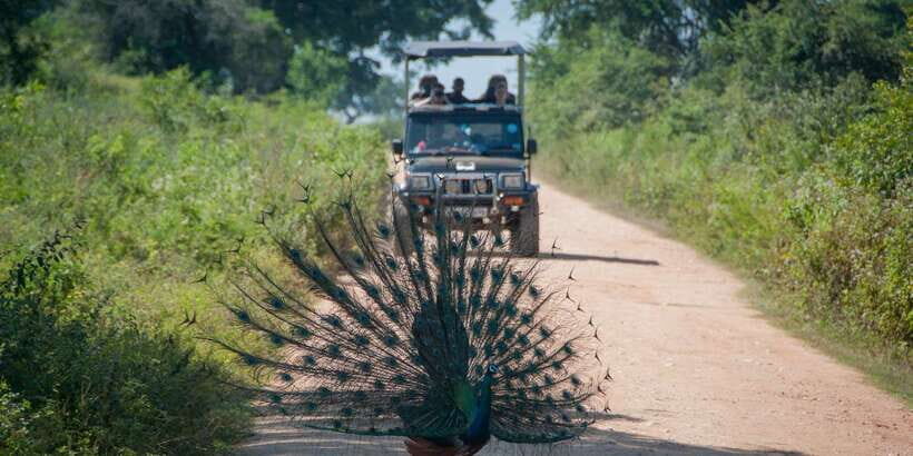 From Ella: Udawalawe Safari with Elephant Transit Home - 9:00 AM Pickup and the Timing That Shapes the Day