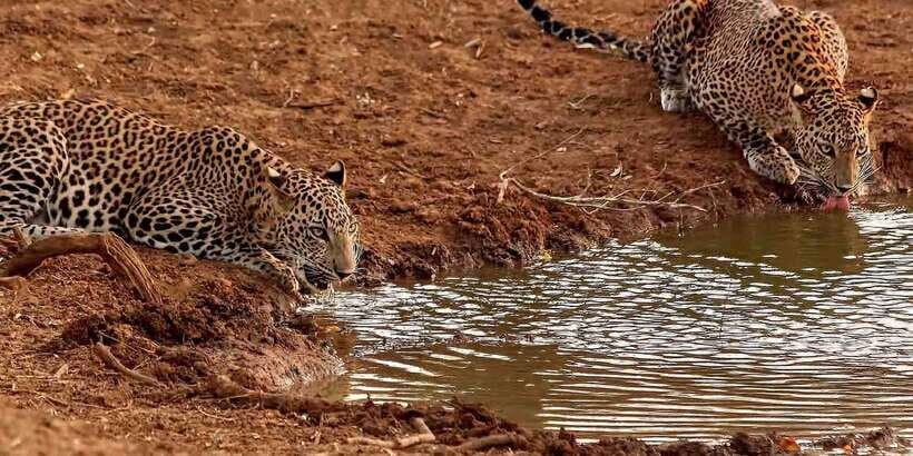 From Ella: Yala National Park Jeep Safari Tour - Key highlights you’ll feel on the day