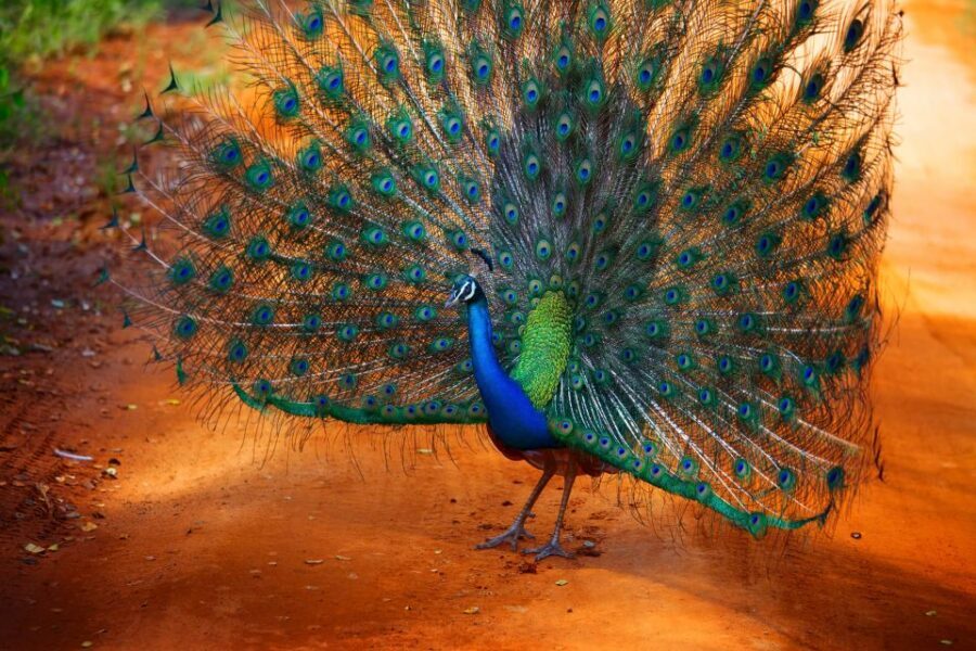 From Ella: Yala National Park Jeep Safari Tour - Final verdict: should you book this tour?