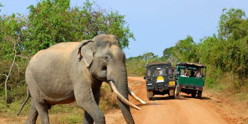 From Ella: Yala National Park Jeep Safari Tour - Why Yala’s Block I and Block II are built for wildlife