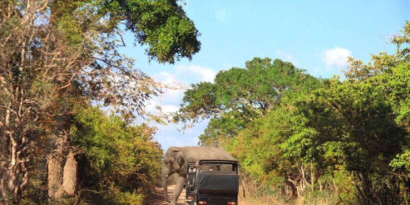 From Ella: Yala National Park Jeep Safari Tour - The afternoon safari around 1:00 PM: when leopards and sloth bears can show up