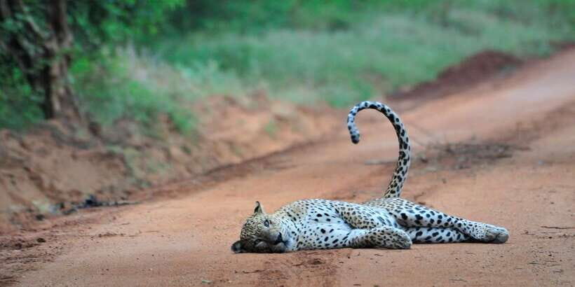 From Ella: Yala National Park Jeep Safari Tour - Water holes and tanks: birdwatching with real action