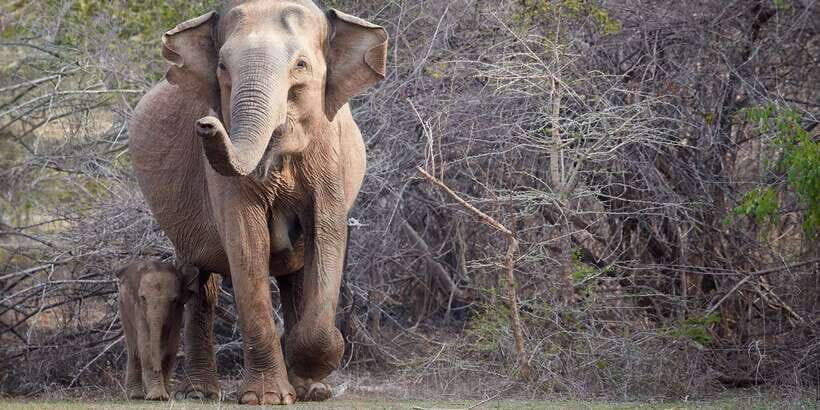 From Ella: Yala National Park Jeep Safari Tour - Jeep safari value: comfort, guidance, and better odds than solo watching