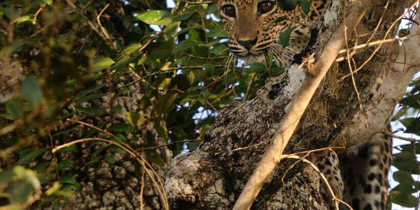 From Ella: Yala National Park Jeep Safari Tour - Price and value: what $75 includes and what you’ll still pay