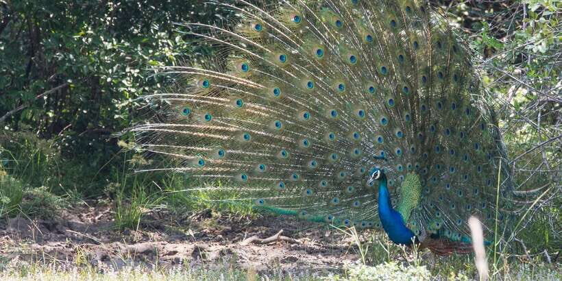 From Ella: Yala National Park Jeep Safari Tour - Who should book this Yala safari from Ella