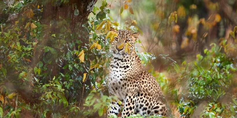 From Ella: Yala National Park Jeep Safari Tour - From Ella (or Hali-ela) to the park: what the AC pickup buys you
