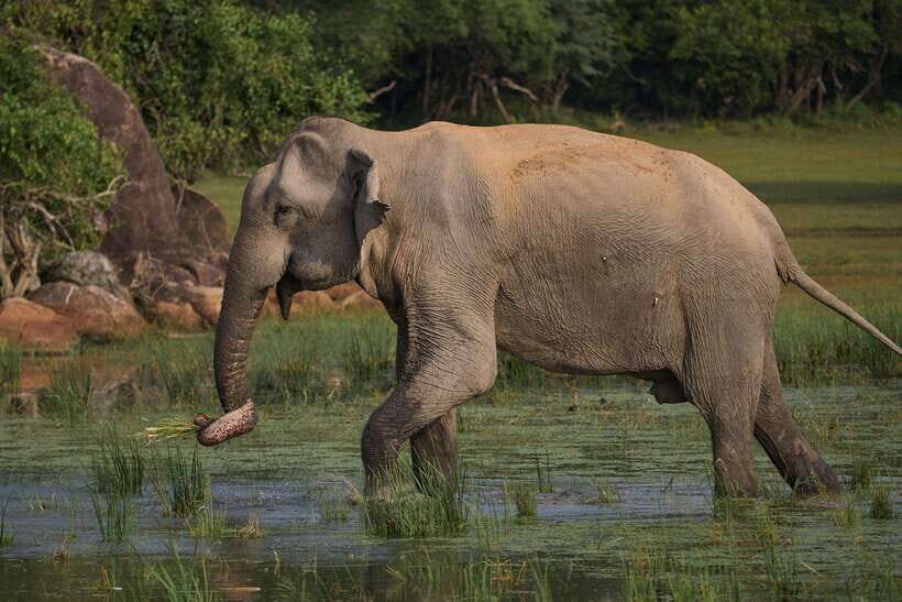 From Ella - Yala National Park Leopard Safari Tour - Included vs. Not Included: Where the Real Cost Comes From