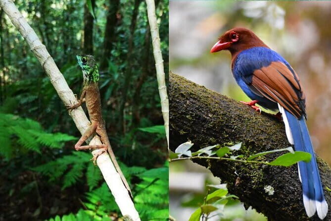From: Ella - YALA Safari - Drop off: Arugam Bay / Arugambay - Price and entrance fees: what you’ll pay in the real world