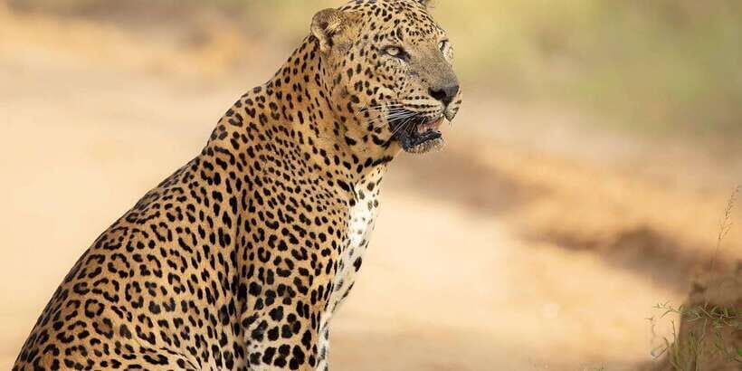 From Ella - Yala Safari - Drop-off : Galle/Mirissa/Hikkaduwa - Yala National Park: why leopards and elephants are the headline