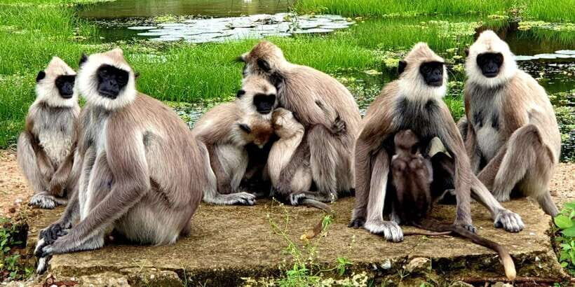 From Ella - Yala Safari - Drop-off : Galle/Mirissa/Hikkaduwa - Inside the park: photo stop, guided route, and why waterholes matter