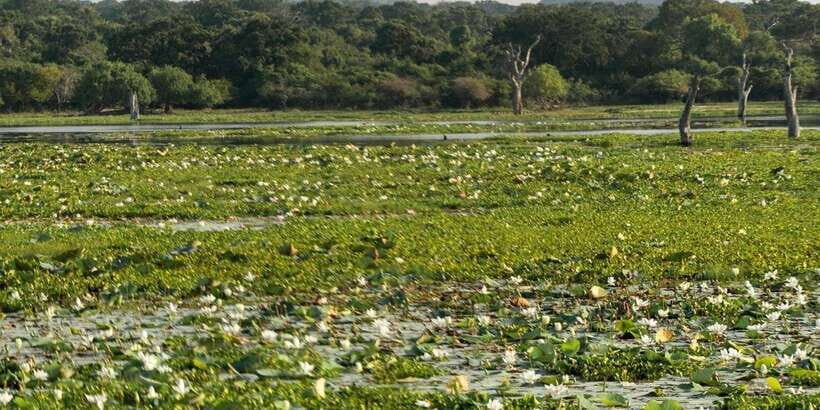 From Ella - Yala Safari - Drop-off : Galle/Mirissa/Hikkaduwa - Money and value: $37 base price vs park tickets and meals