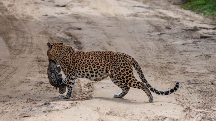 From Ella: Yala Safari & Transfer to Tangalle/Mirissa/Galle - FAQ