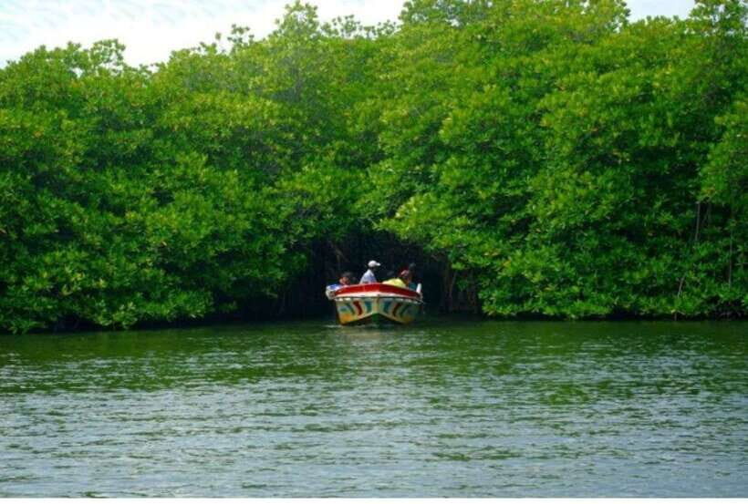 From Galle: Exclusive Madu River Safari & Turtle Hatchery - Cinnamon Island and Temple Island: culture in small, practical doses