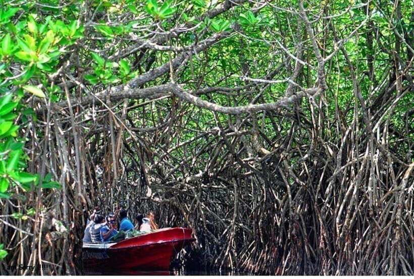 From Galle: Exclusive Madu River Safari & Turtle Hatchery - Kosgoda turtle hatchery: conservation you can actually picture