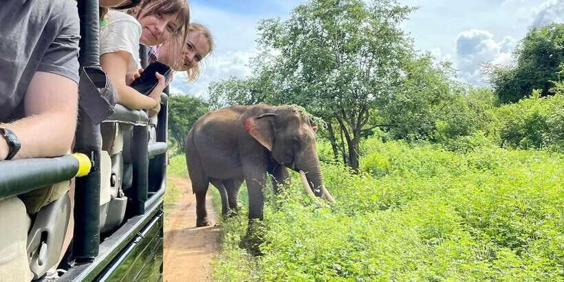From Galle/Hikkaduwa/Mirissa Trip to Udawalawe Safari Tour - Key highlights you’ll actually care about
