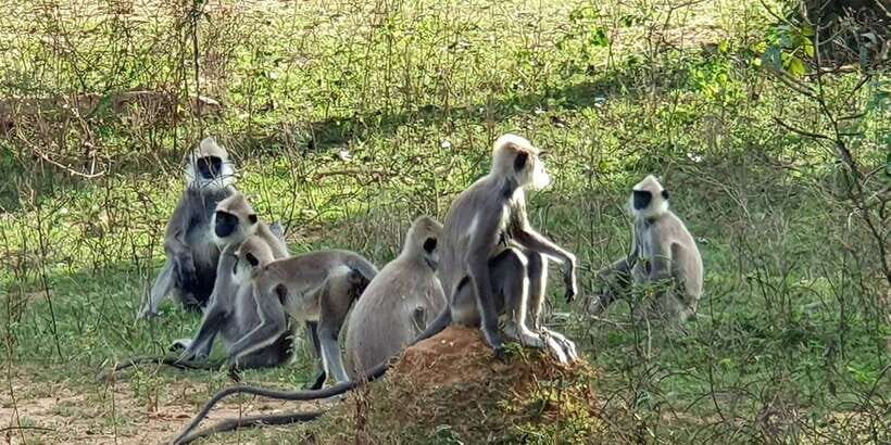 From Galle/Hikkaduwa/Mirissa Trip to Udawalawe Safari Tour - South coast pickup to safari day: how the 10 hours flow