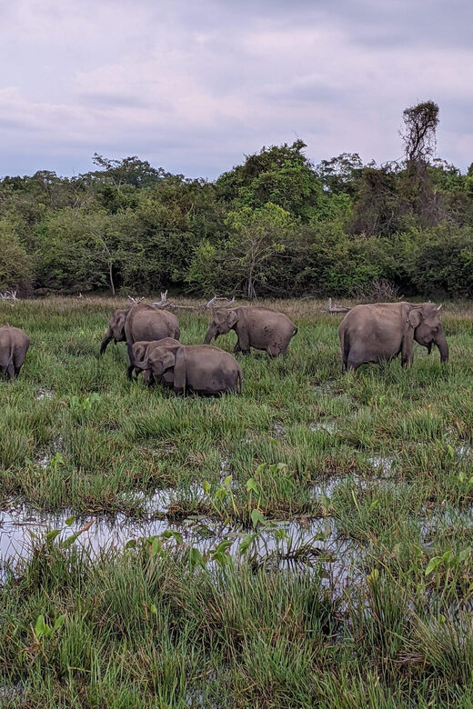 From Galle/ Mirissa/ Tangalle : Udawalawa Safari & Drop Ella - Udawalawe Reservoir: the calm stop that helps you reset
