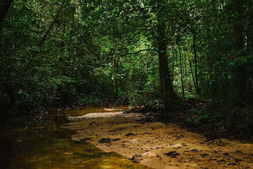 From Galle/Weligama/Mirissa/Matara: Day Trip to Sinharaja - A Six-Hour Reset in Sinharaja Rainforest from the South Coast