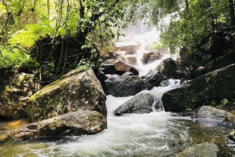 From Galle/Weligama/Mirissa/Matara: Day Trip to Sinharaja - The Guided Trek in Sinharaja Forest Reserve (and Why a Guide Matters)