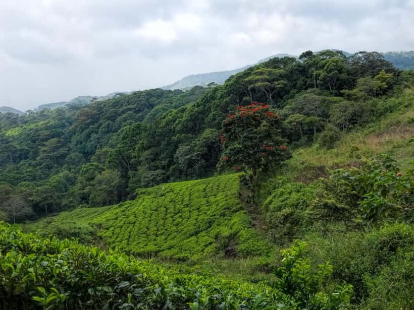 From Galle/Weligama/Mirissa/Matara: Day Trip to Sinharaja - Meals, Tickets, and the “What You Actually Pay For” Picture