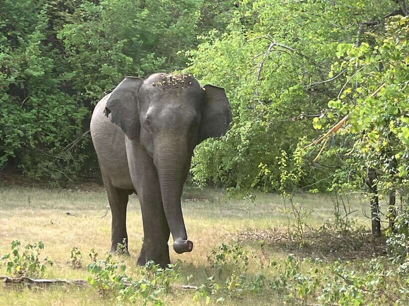 From Hambantota Port: Yala National Park Private Safari - Key highlights you’ll care about