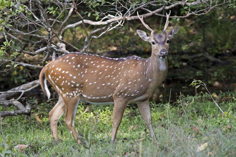 From Hambantota Port: Yala National Park Private Safari - Wildlife Targets That Make This Tour Worth It