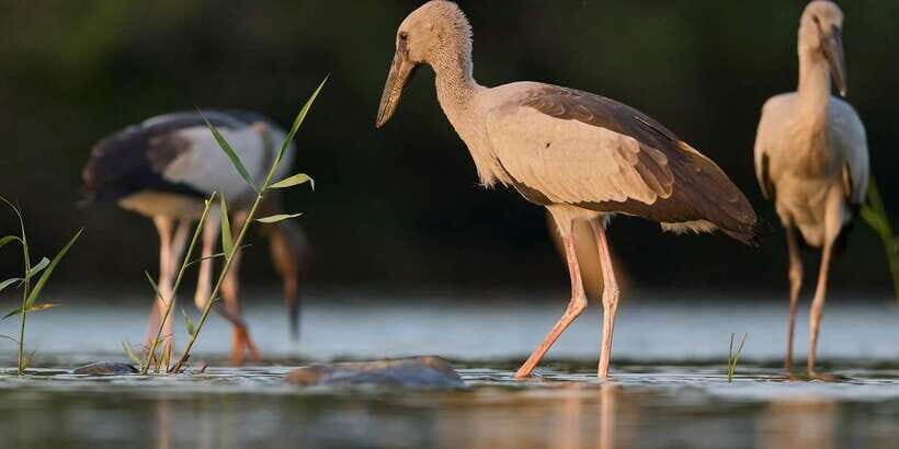 From Hikkaduwa/ Galle/ Mirissa - Yala National Park Safari - What to Bring and What to Expect On the Ground