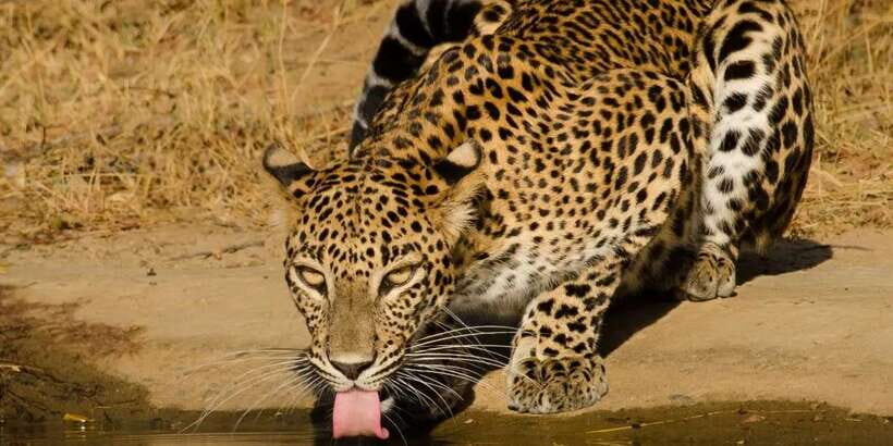 From Hikkaduwa/ Galle/ Mirissa - Yala National Park Safari - Yala Safari From the South Coast: What Makes This One Work
