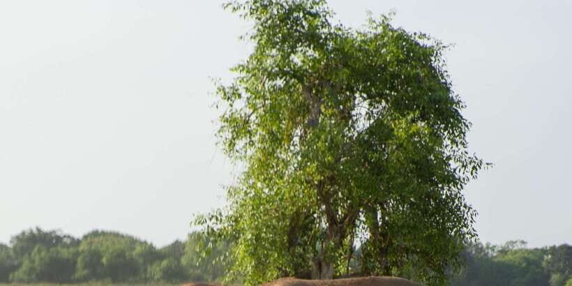 From Hikkaduwa/ Galle/ Mirissa - Yala National Park Safari - Inside Yala: The Safari Block That Makes the Day