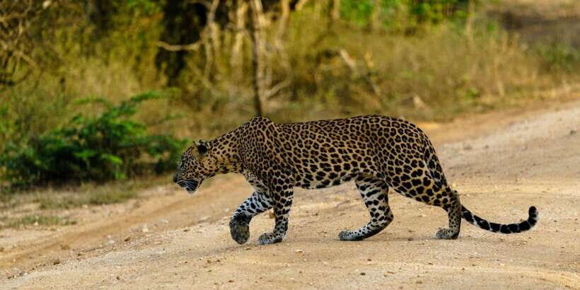From Hikkaduwa/ Galle/ Mirissa - Yala National Park Safari - After the Safari: Transfer Back to Your Hotel