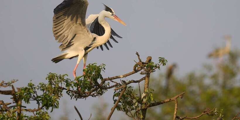 From Hikkaduwa/ Galle/ Mirissa - Yala National Park Safari - Price and Value: Why $54 Can Make Sense Here