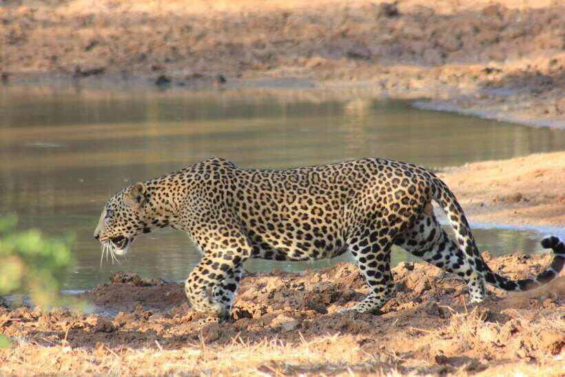 From: Hikkaduwa/ Galle/ Unawatuna/ Talpe - YALA Safari - Key reasons this Yala safari is worth your time