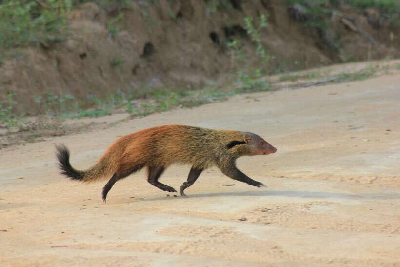From: Hikkaduwa/ Galle/ Unawatuna/ Talpe - YALA Safari - Wildlife here is never one-species entertainment