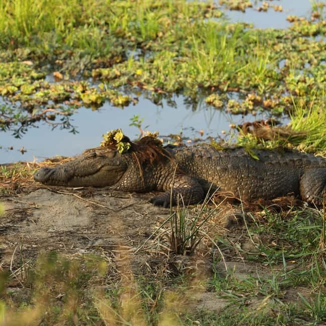 From Hikkaduwa/Mirissa/Galle/Tangalle - Yala Leopard Safari - Key highlights worth clocking