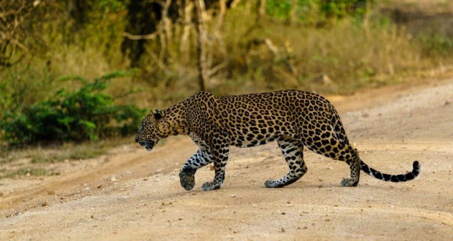 From Hikkaduwa/Mirissa/Galle/Tangalle - Yala Leopard Safari - Mirissa to Yala: a long day, but the route is part of the value