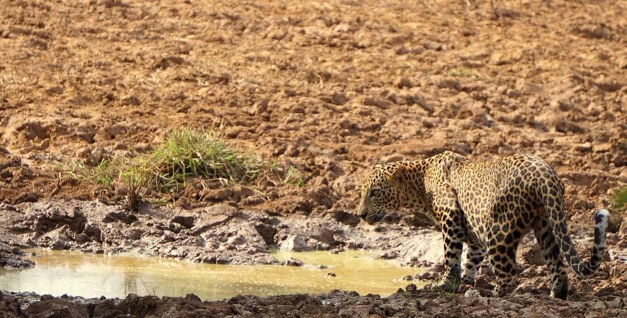 From Hikkaduwa/Mirissa/Galle/Tangalle - Yala Leopard Safari - Guided safari time: what you gain from someone like Mari and Mahesh