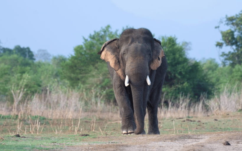 From: Hiriketiya/ Tangalle - Udawalawe Safari - To: Ella - Key reasons this Udawalawe safari is worth your time
