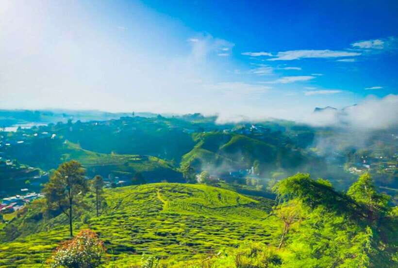 From Kandy: All Inclusive Nuwara Eliya Day Tour with Lunch - Tea plantations and the Pedro Tea Factory: Ceylon tea from leaf to cup