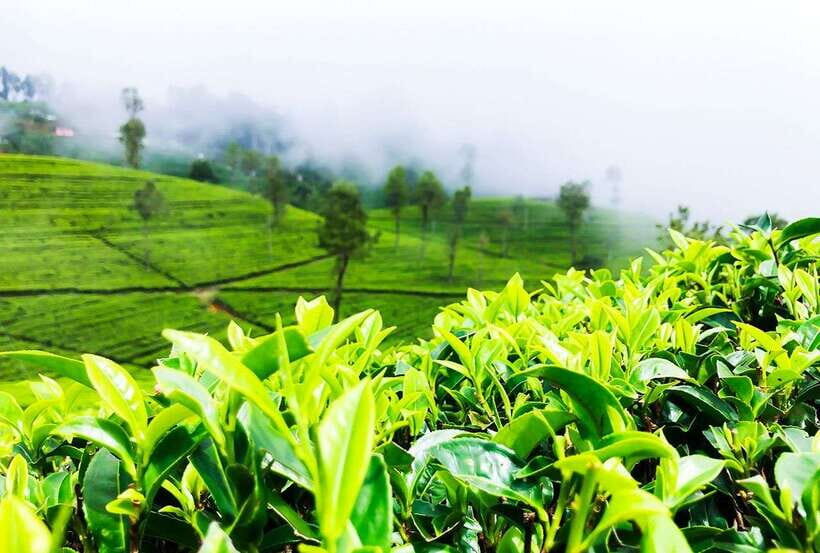 From Kandy: All Inclusive Nuwara Eliya Day Tour with Lunch - Timing, comfort, and the practical rules you’ll actually notice