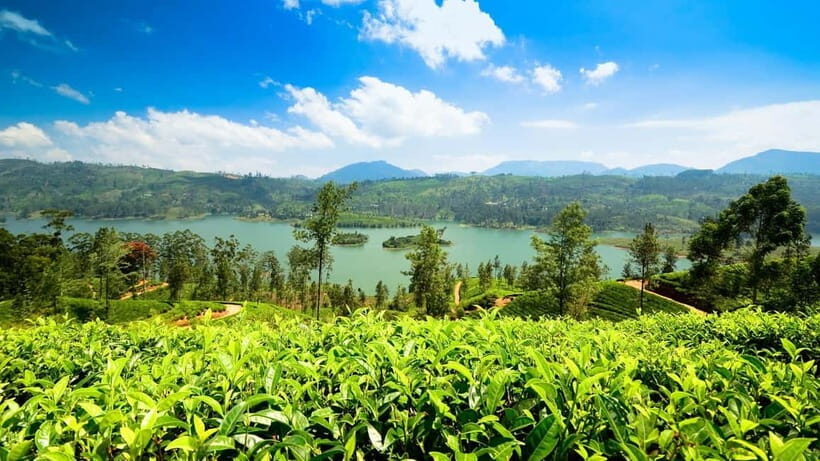 From Kandy: Ella Drop Tour via Nuwara Eliya - Kandy Pickup and Asgiri Maha Vihara Pirivena: culture first, then tea country