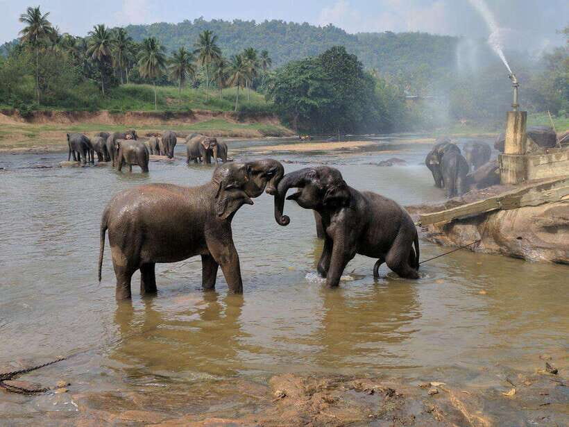 From Kandy: Kandy To Pinnawala Day Tour by Tuk Tuk - Royal Botanic Gardens Peradeniya: a calm reset mid-day