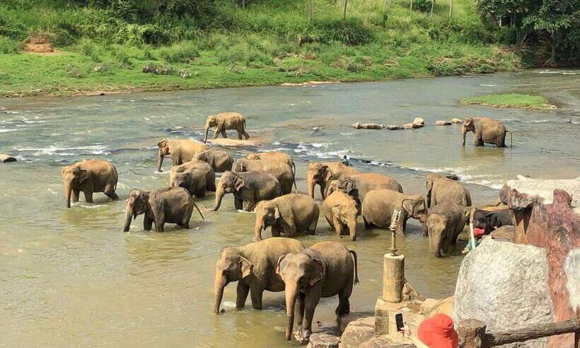 From Kandy: Kandy To Pinnawala Day Tour by Tuk Tuk - Temple of the Sacred Tooth Relic: Kandy’s spiritual center