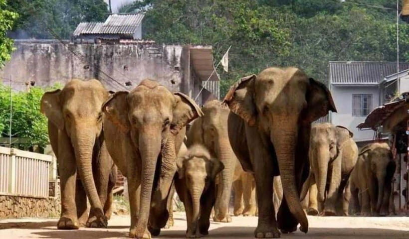 From Kandy: Kandy To Pinnawala Day Tour by Tuk Tuk - Timing your Pinnawala elephant visit (milk, fruit, and the river run)
