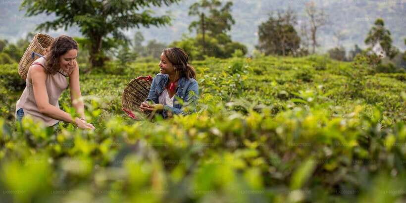 From Kandy: Nuwara Eliya by Train - The 3-hour rail ride: tea plantations out the window