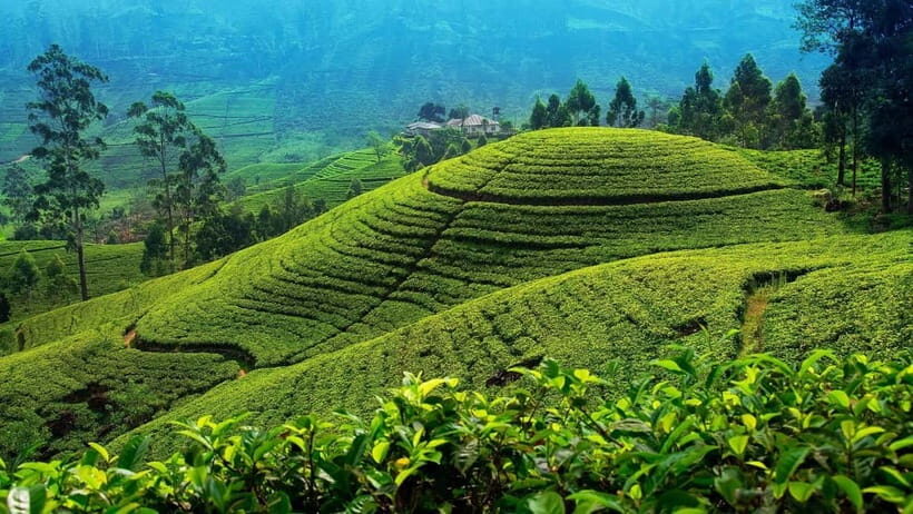 From Kandy: Nuwara Eliya Tour via Ambuluwawa [Private Tour] - Key points before you go